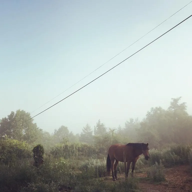 Maison d'hôtes Can Riera à Santa Eulalia de Ríuprimer Séjour à la campagne